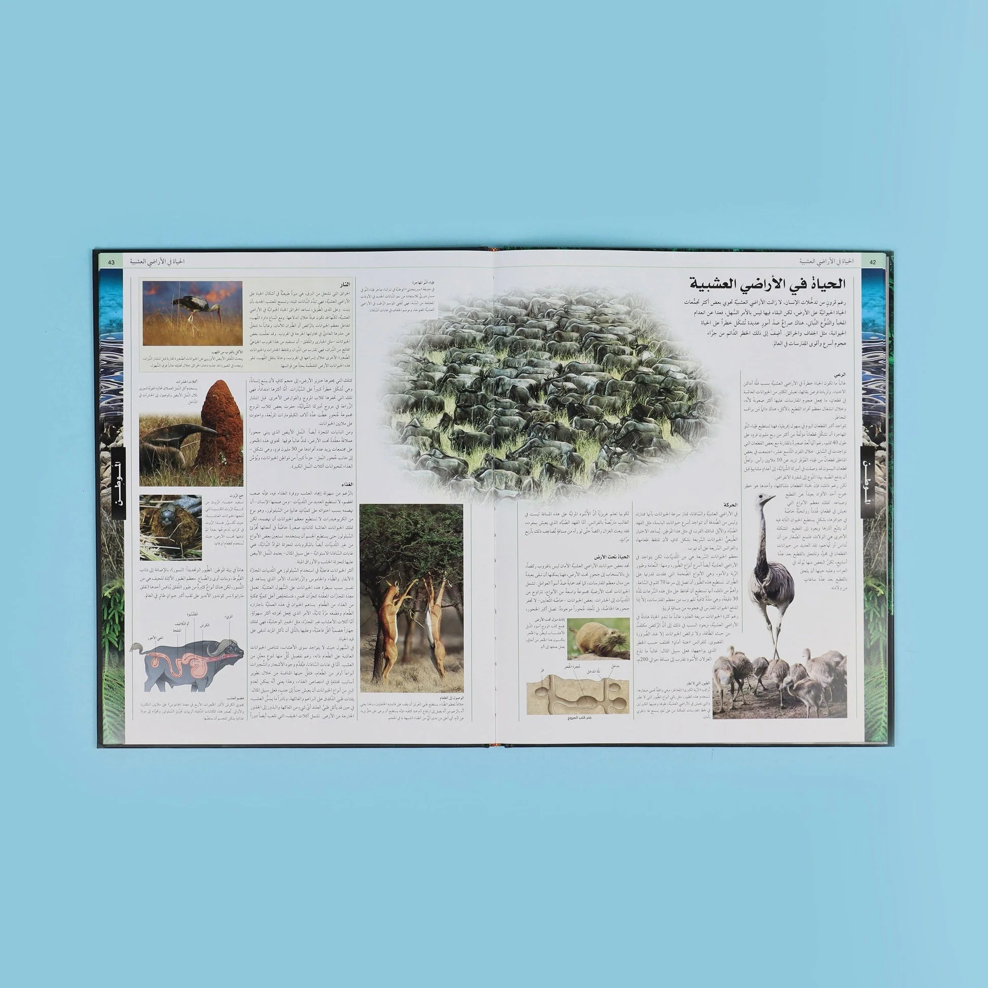 صورة المنتج 12