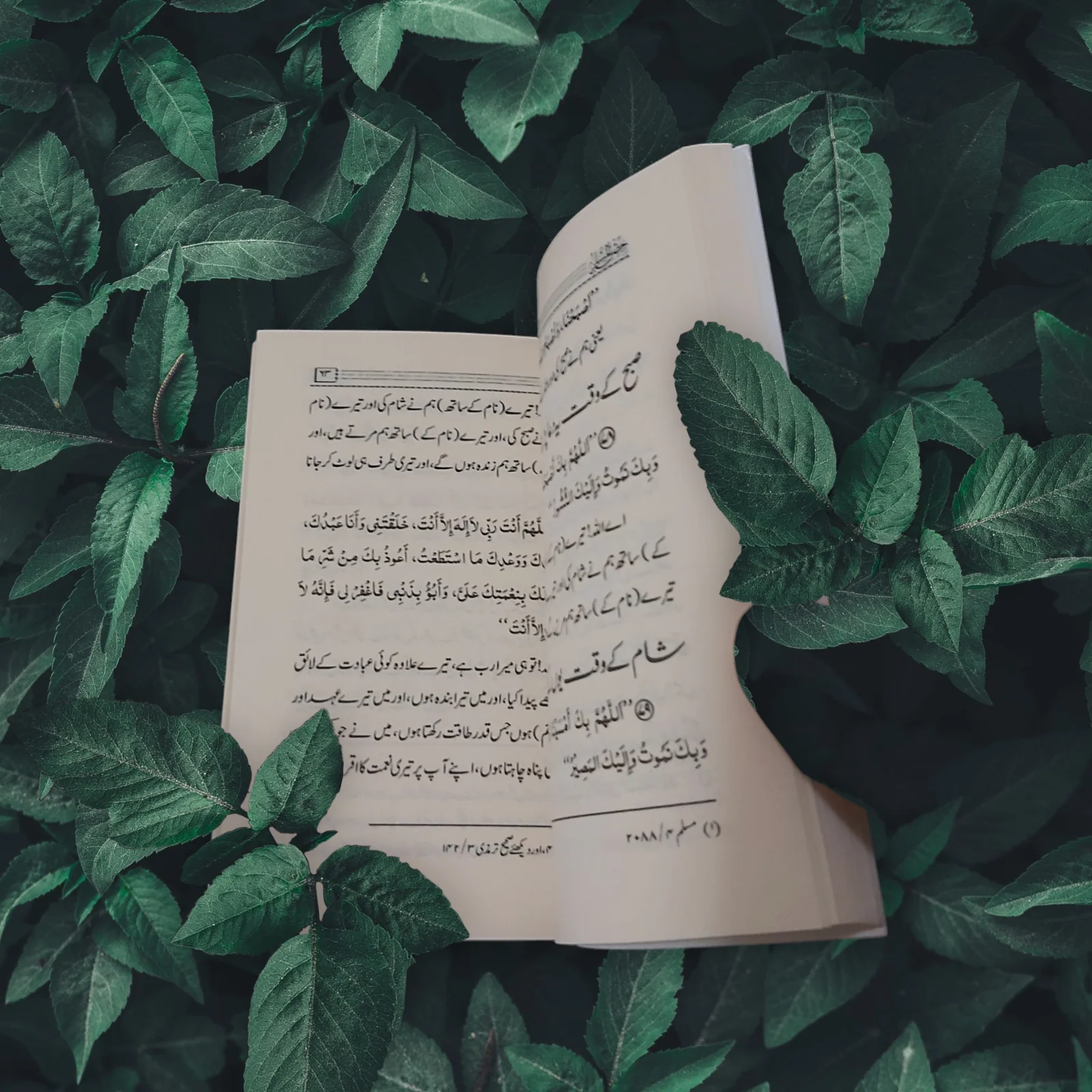 صورة المنتج 4
